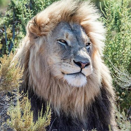 Mont Eco Game Reserve Montagu Ngoại thất bức ảnh