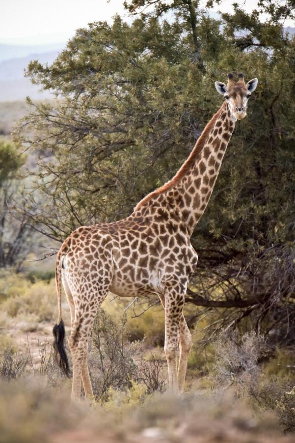 Mont Eco Game Reserve Montagu Ngoại thất bức ảnh