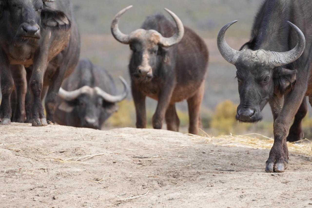 Mont Eco Game Reserve Montagu Ngoại thất bức ảnh