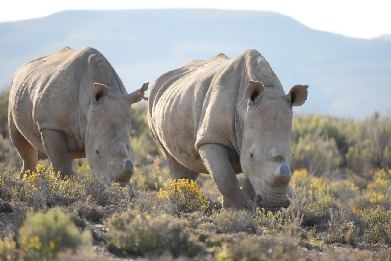 Mont Eco Game Reserve Montagu Ngoại thất bức ảnh