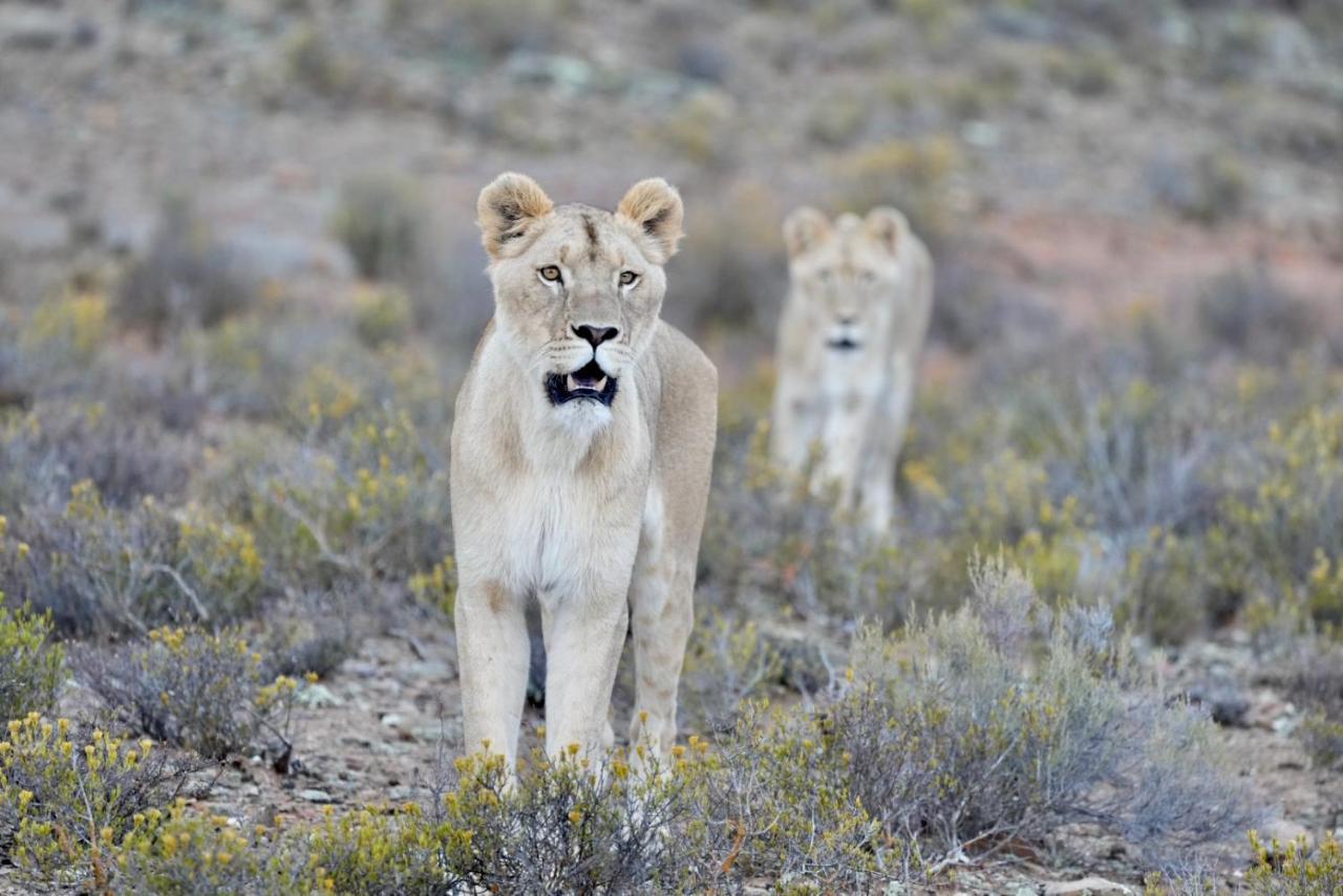 Mont Eco Game Reserve Montagu Ngoại thất bức ảnh