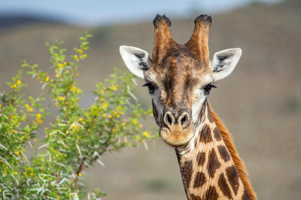 Mont Eco Game Reserve Montagu Ngoại thất bức ảnh