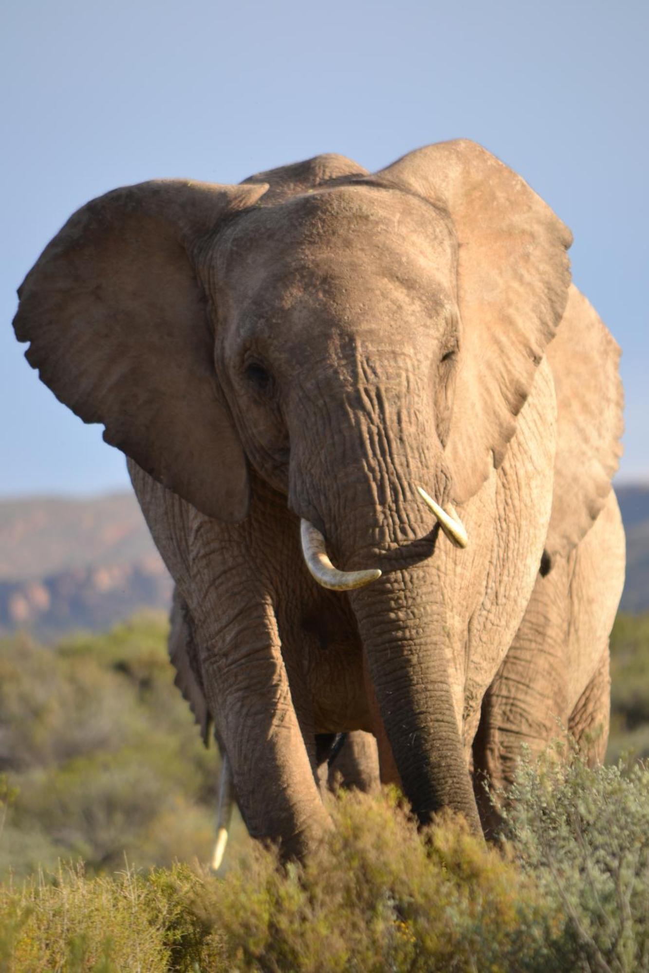 Mont Eco Game Reserve Montagu Ngoại thất bức ảnh